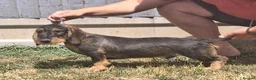 Dachshund dogs for sale: Standard Wirehaired Dachshund/Teckel Puppies - Advert 4