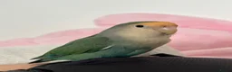 Lovebirds birds for sale: Lovebird pair - Advert 4