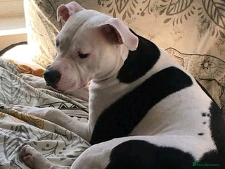 Mixed Breed dogs Staffy x pups - Advert 1