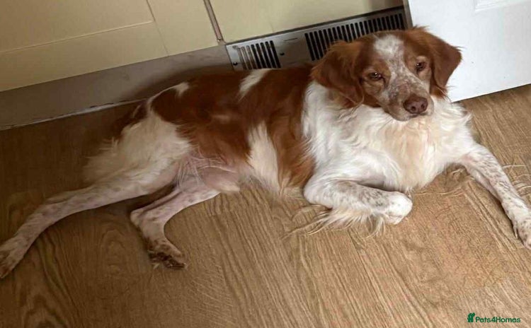 Brittany Spaniel dogs - Advert 5