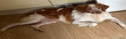 Brittany Spaniel dogs for adoption: Lovely gentle boy, Rudolph in foster in Solihull - Advert 2