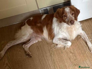 Brittany Spaniel dogs - Advert 5