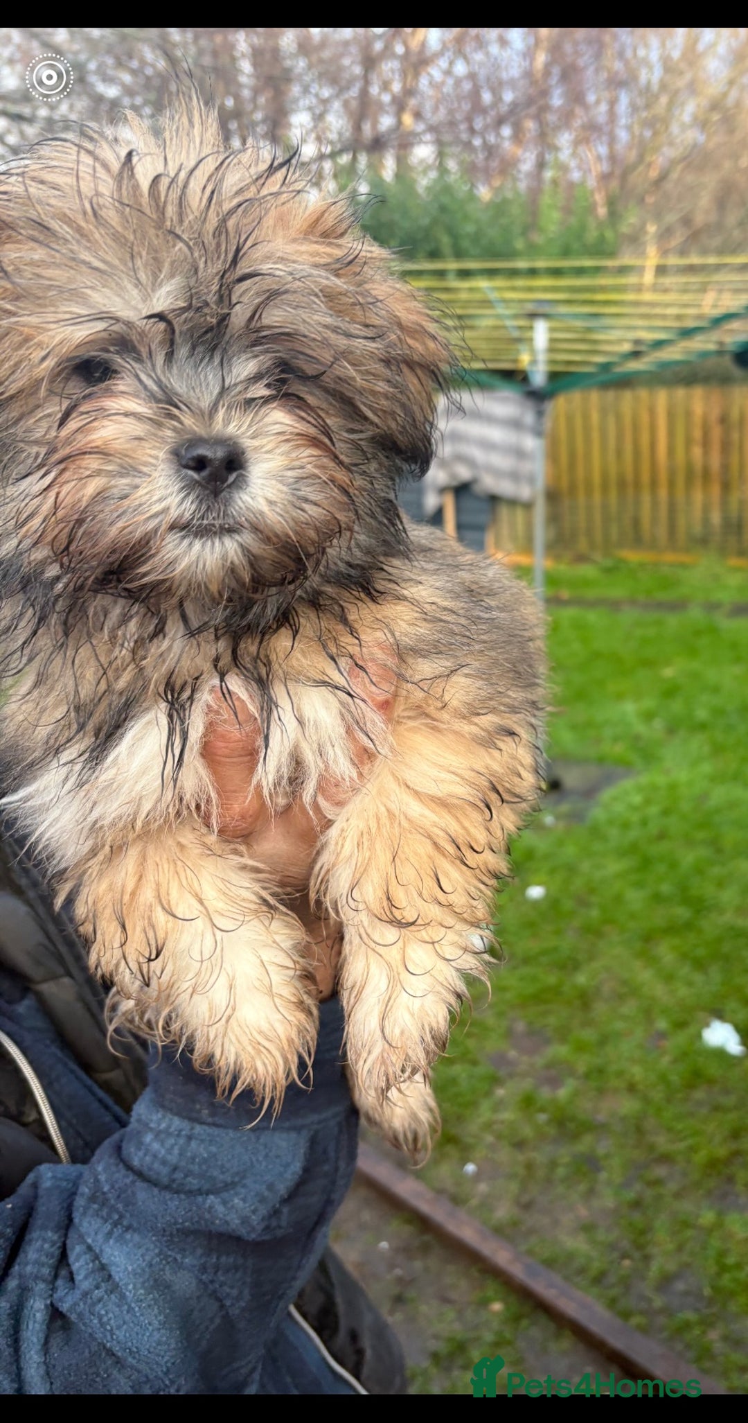 Shih Tzu dogs for sale: 3 month old shih tzu’s - Image 8