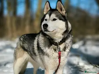 Siberian Husky dogs 💙🐶 HAMMER – NOT TYPICAL HUSKY… AND THAT’S MAGIC - Advert 4