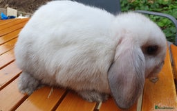Mini Lop rabbits for sale: Friendly baby rabbits available to loving homes - Image 9