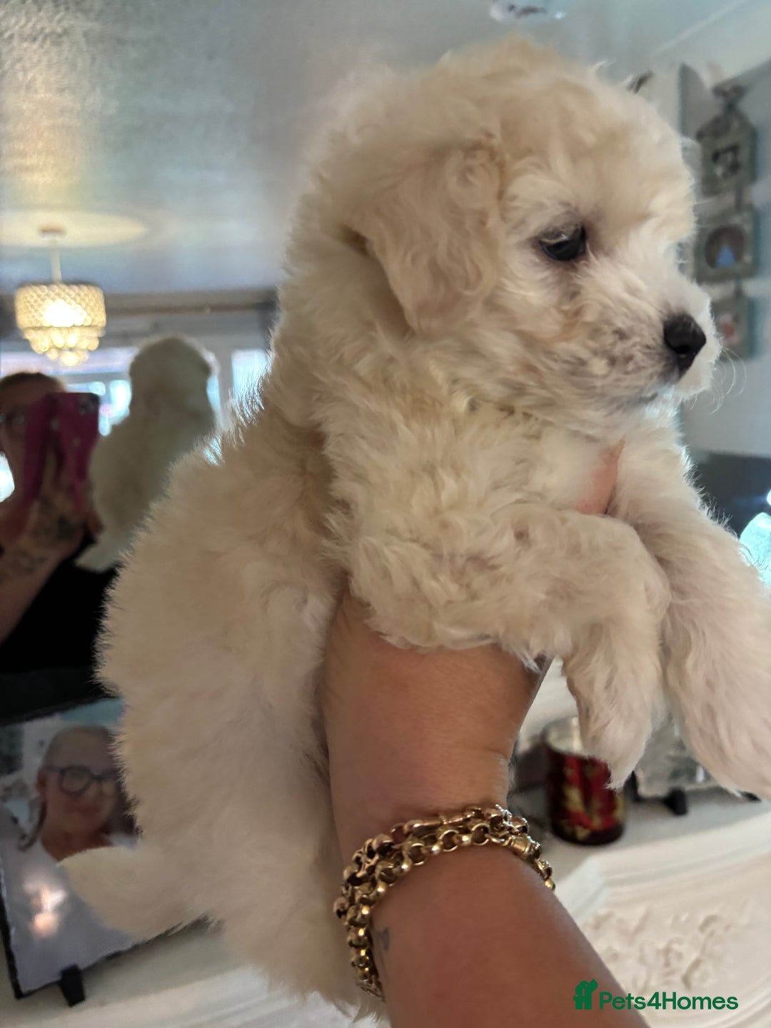 Maltipoo dogs for sale: Beautiful little maltipoo  - Advert 18