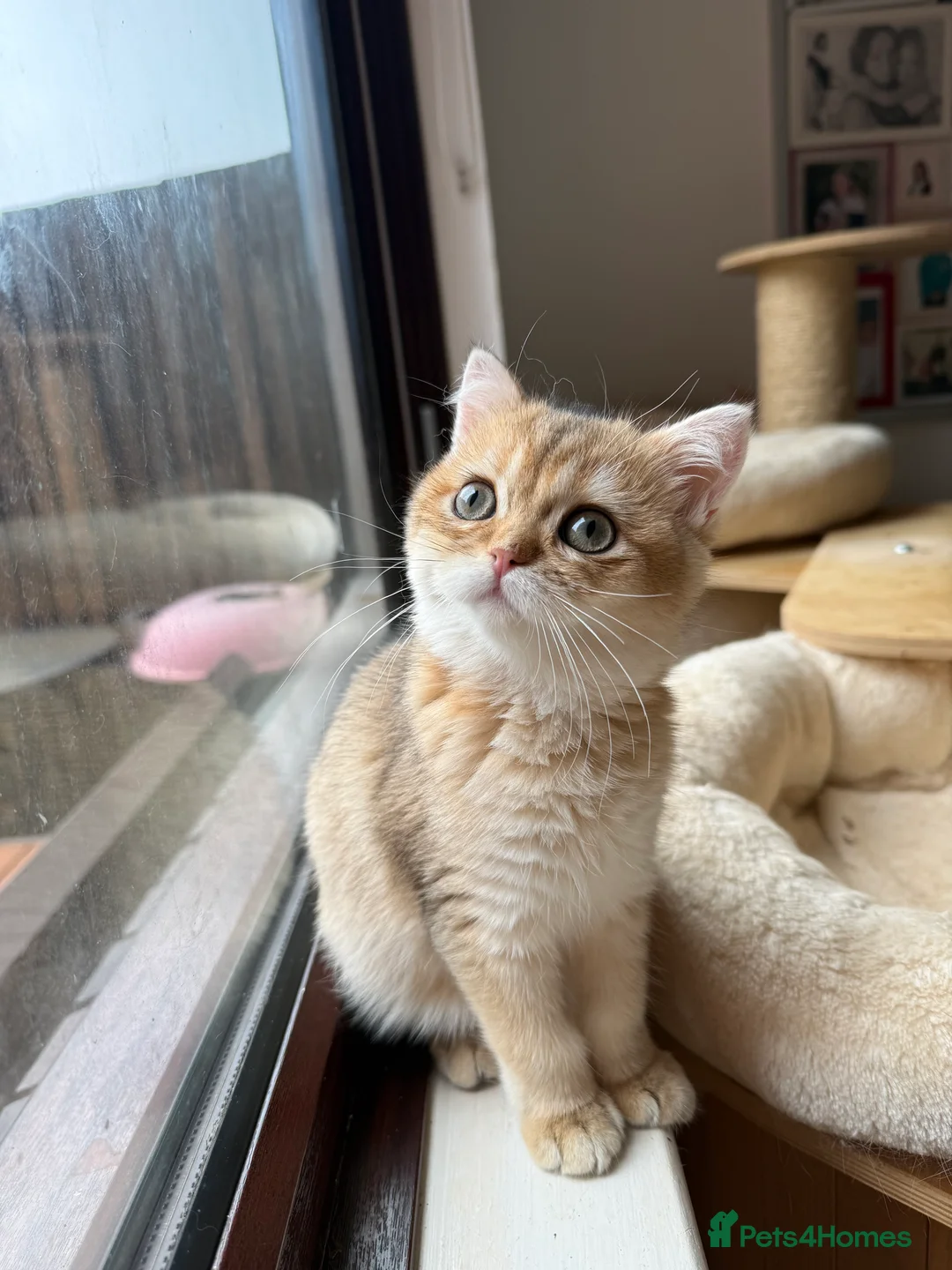 British Shorthair cats for sale: GCCF reg BSH Last Black Golden Female Kitten - Advert 22