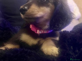 Miniature Dachshund dogs KC Reg PRA Clear Miniature Dachshunds - Advert 18