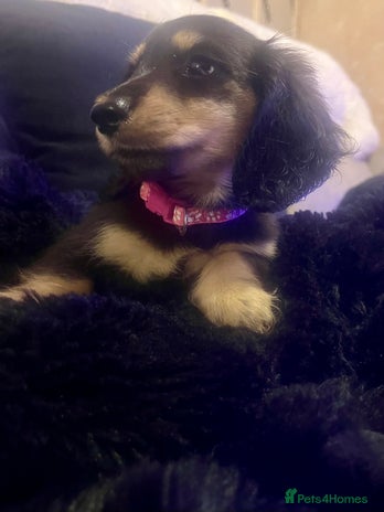 Miniature Dachshund dogs KC Reg PRA Clear Miniature Dachshunds - Advert 6