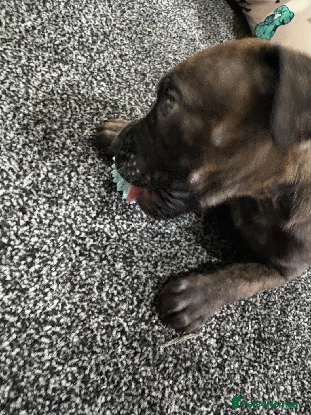 Staffordshire Bull Terrier dogs for sale: Male puppy staffy  in Alfreton - Advert 4