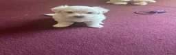 Maltese dogs for sale: 2 lovely boys for sell!! in Bristol - Advert 7