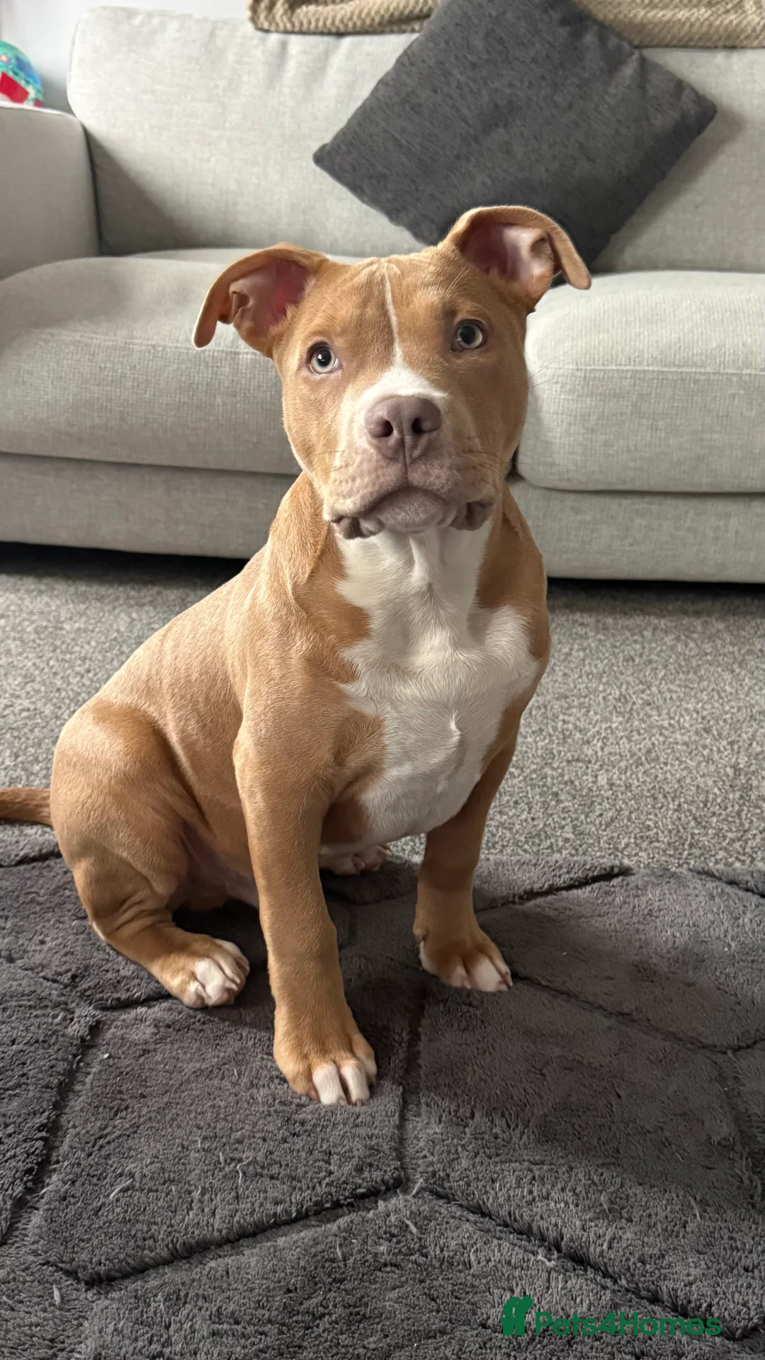 Staffordshire Bull Terrier dogs for sale: Male staffy  - Advert 2