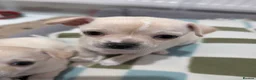 Chihuahua dogs for sale: Beautiful Chihuahua Puppies – 3 Girls & 1 Boy - Advert 29