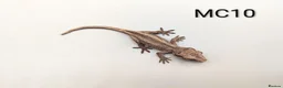 Gecko reptiles for sale: Orange Stripe Gargoyle Gecko CB26 - Advert 5