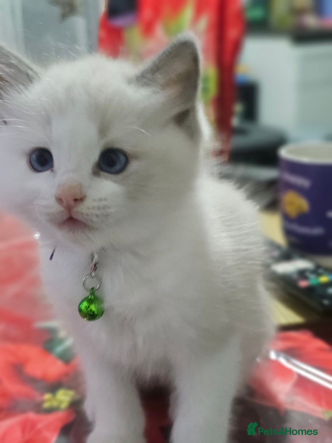 Ragdoll cats for sale: Ragdoll Bicolor 3 boys.  - Advert 11