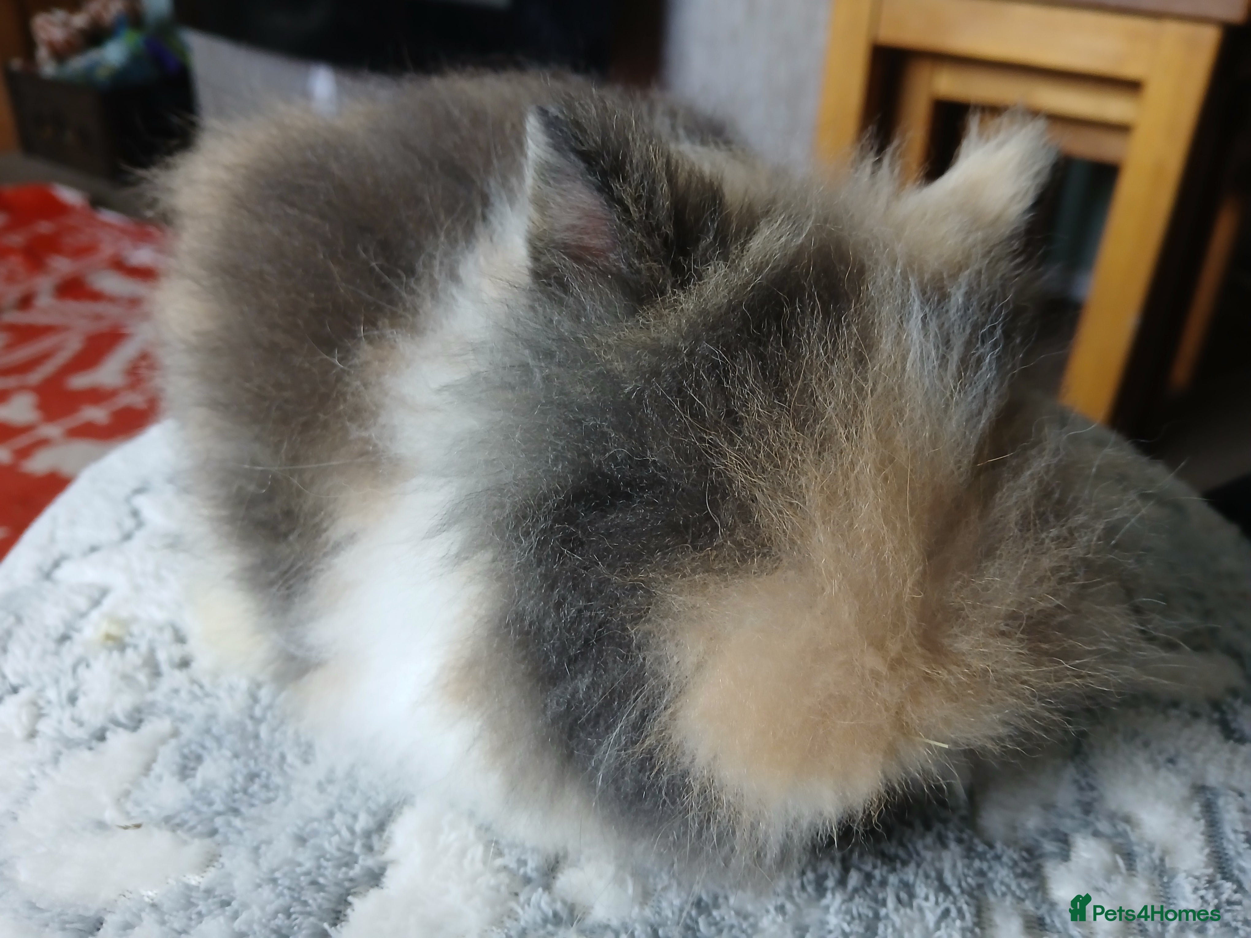 Lionhead rabbits Stunning DM Lionhead baby rabbits  - Advert 20