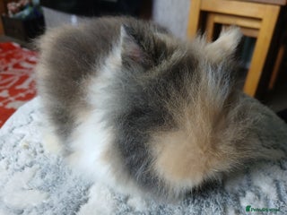 Lionhead rabbits Stunning DM Lionhead baby rabbits - Advert 1