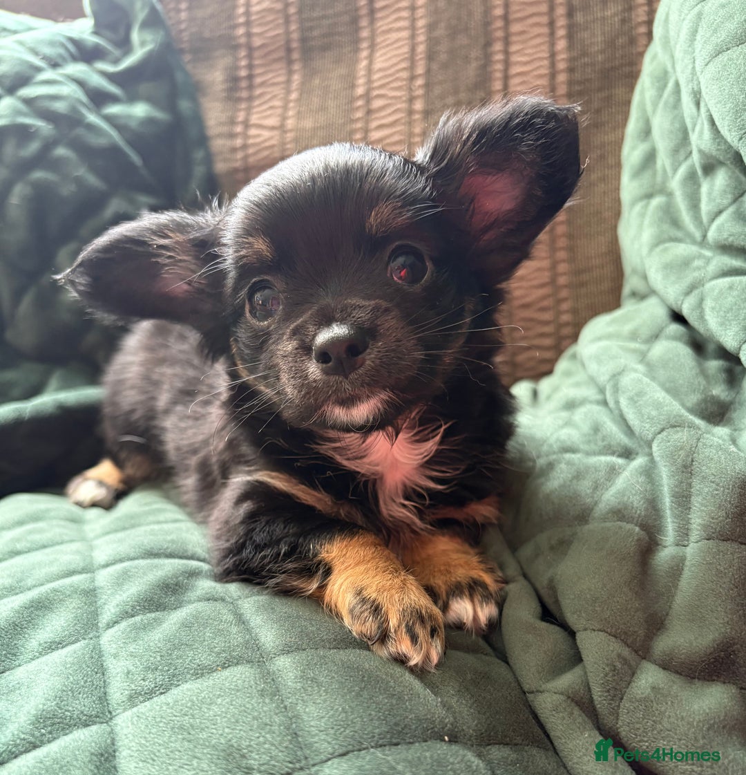 Chihuahua dogs for sale: Tiny Stunning Fluffy Chihuahua Puppy - Image 5