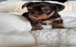 Yorkshire Terrier dogs for sale: DNA tested parents - Yorkie puppies  - Image 22
