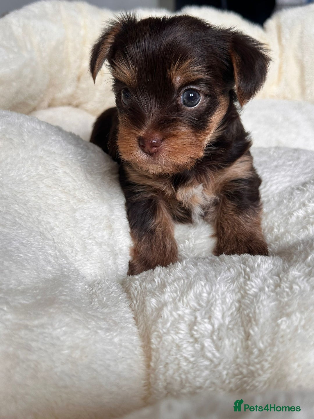 Yorkshire Terrier dogs for sale: DNA tested parents - Yorkie puppies  - Image 22