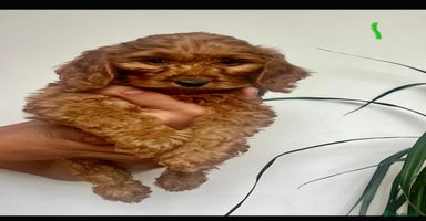 Cockapoo dogs - Advert 6