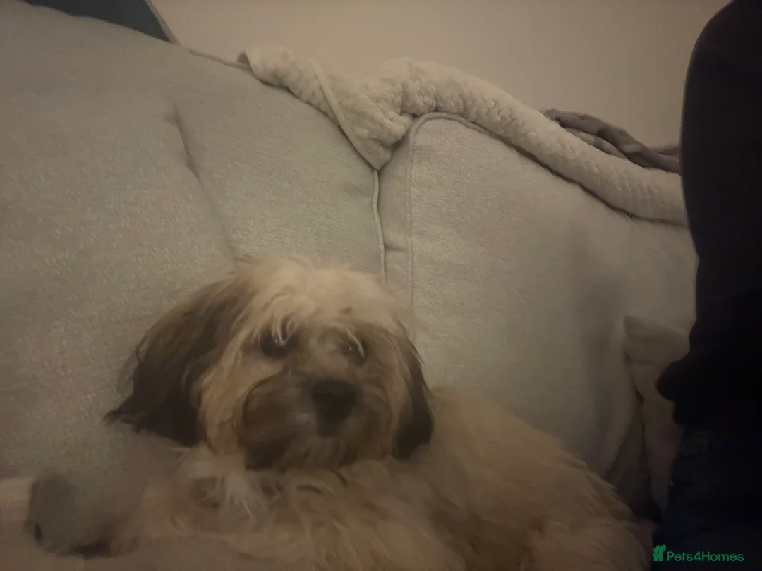 Mixed Breed dogs for sale: Rosie, pomchi x Coton de tulear 6 months  - Advert 6