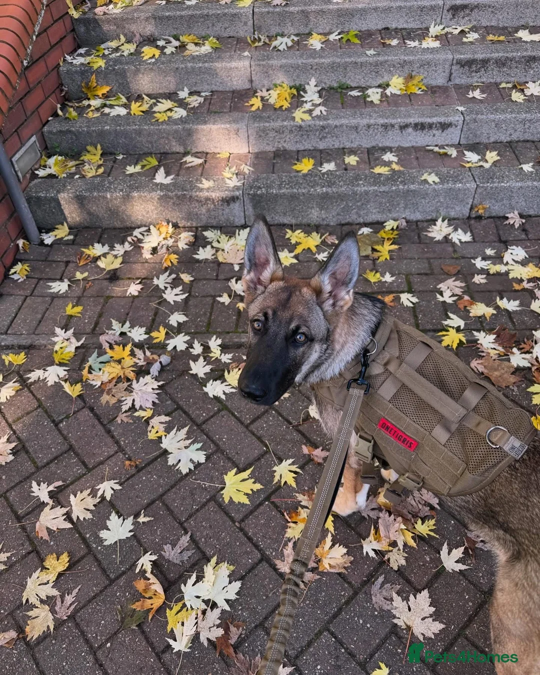 Belgian Shepherd Dog dogs for sale: Selling my beautiful jax  in Redditch - Advert 10