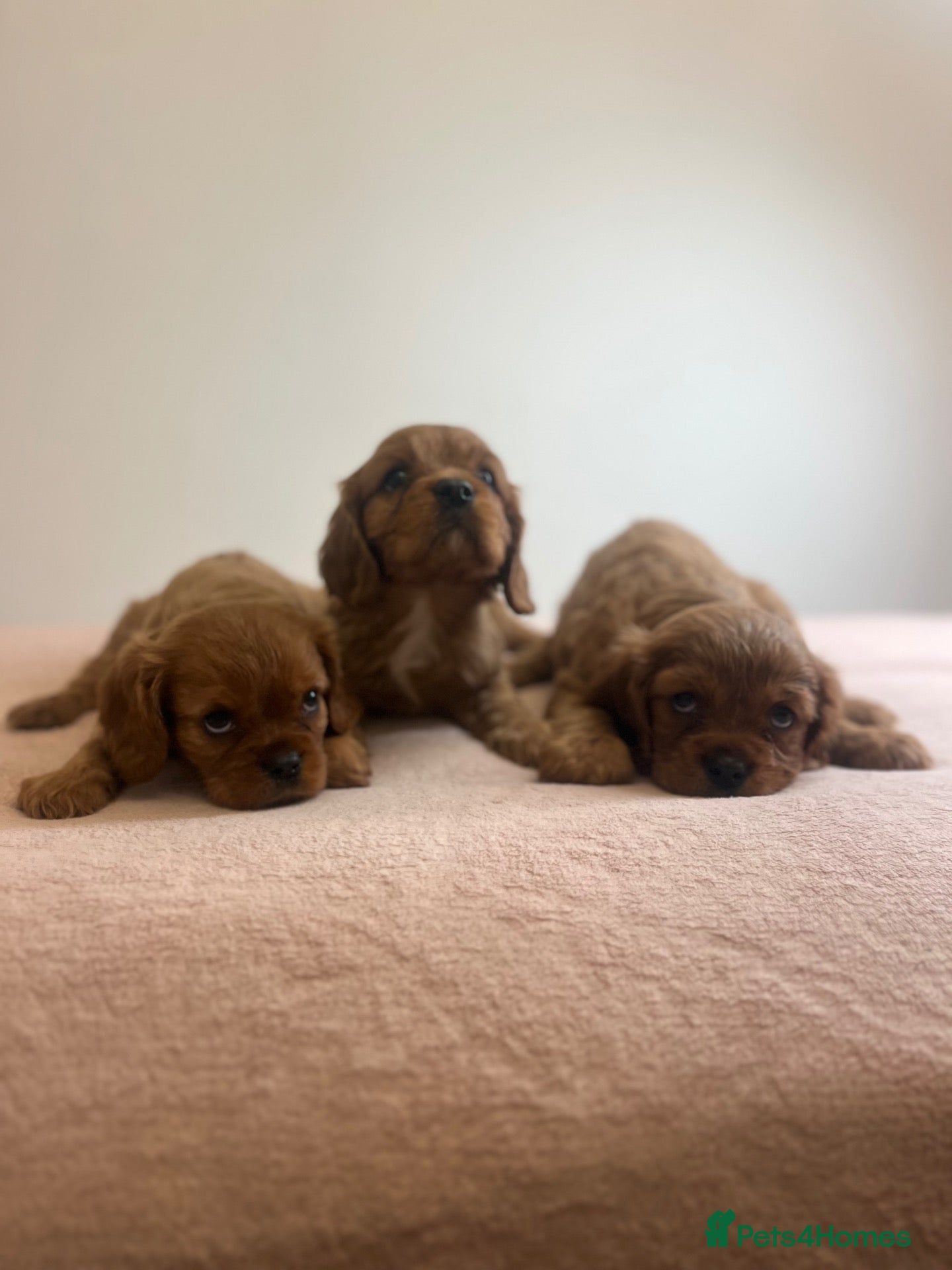 Cavalier King Charles Spaniel dogs Beautiful King Charles cavalier pups 🐶 - Advert 2