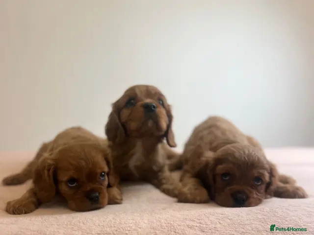 Cavalier King Charles Spaniel dogs for sale: Beautiful King Charles cavalier pups 🐶 - Advert 2