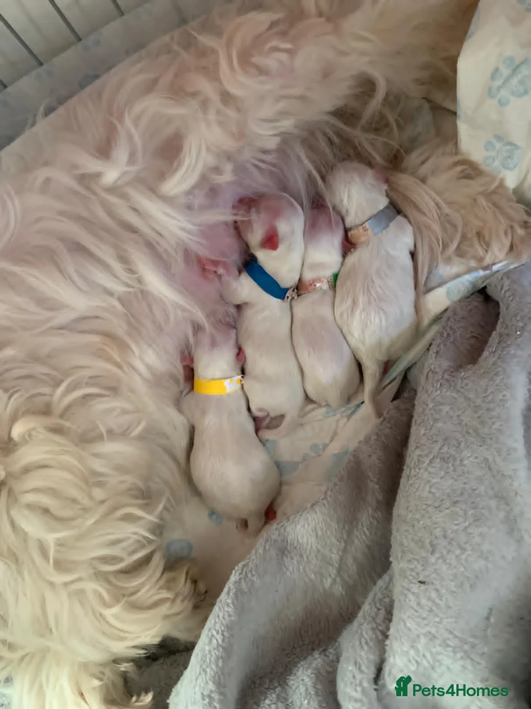 Maltese dogs for sale: Beautiful Maltese Puppies  in Stanmore - Advert 1