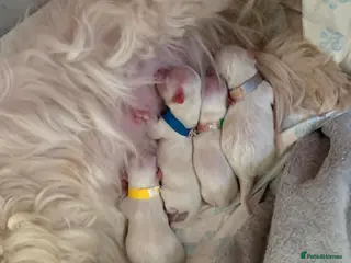 Maltese dogs Beautiful Maltese Puppies - Advert 14