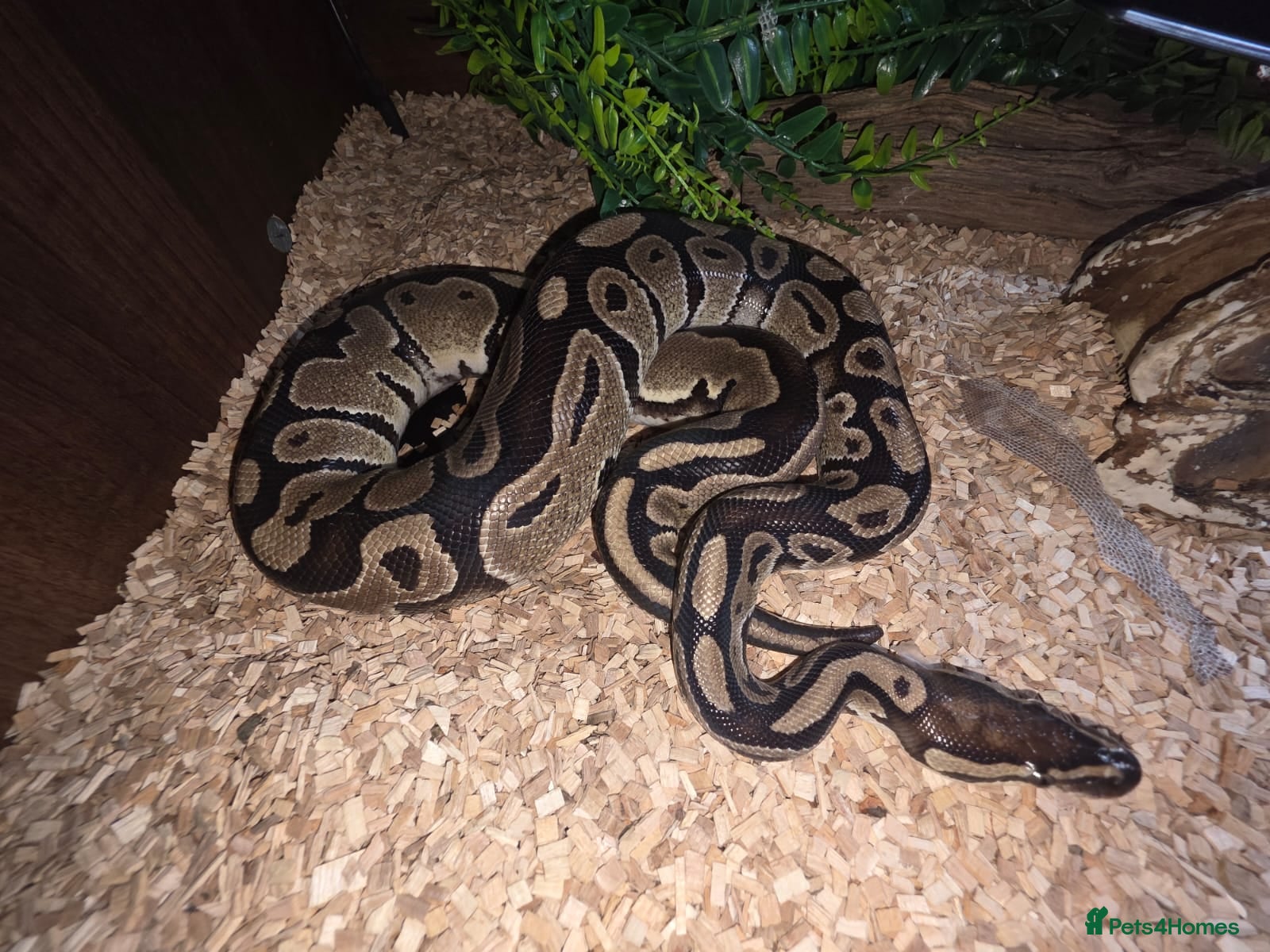 Python Snake reptiles Phython and Set up - Advert 8