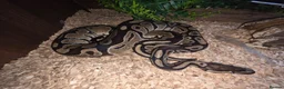 Python Snake reptiles for sale: Phython and Set up - Advert 1