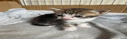 Mixed Breed cats for sale: 4 Adorable Mixed-Breed Kittens — 2 Girls & 2 Boys in Colchester - Advert 3