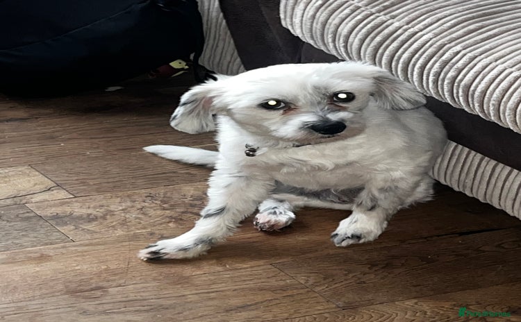 Mixed Breed dogs - Advert 11