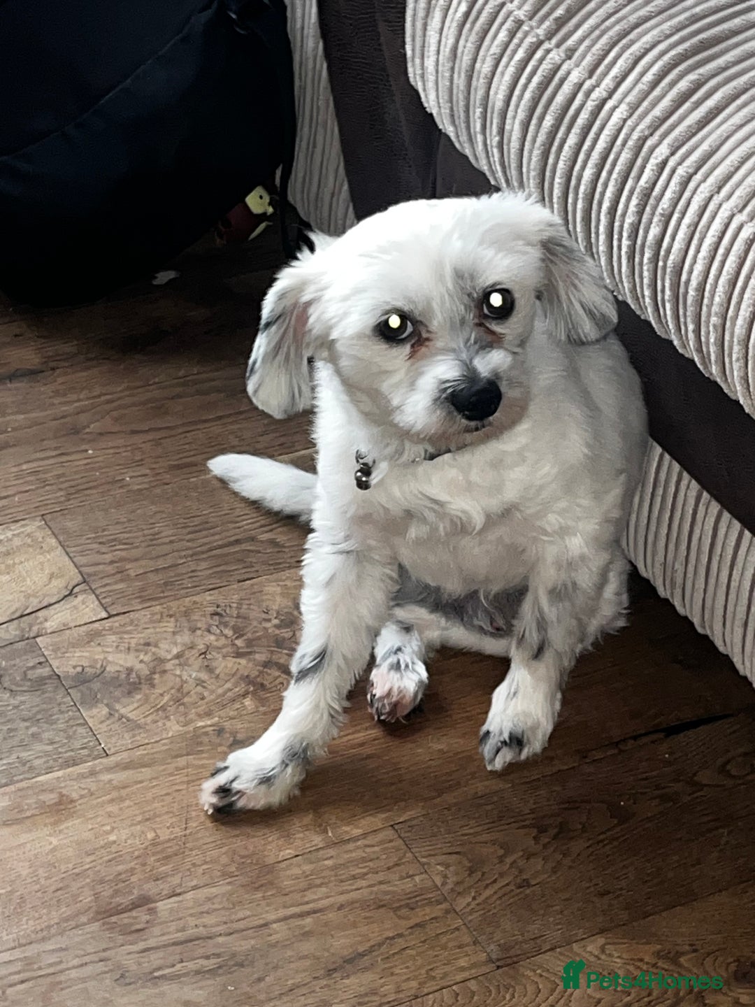 Mixed Breed dogs for sale: Maltipom - Image 1