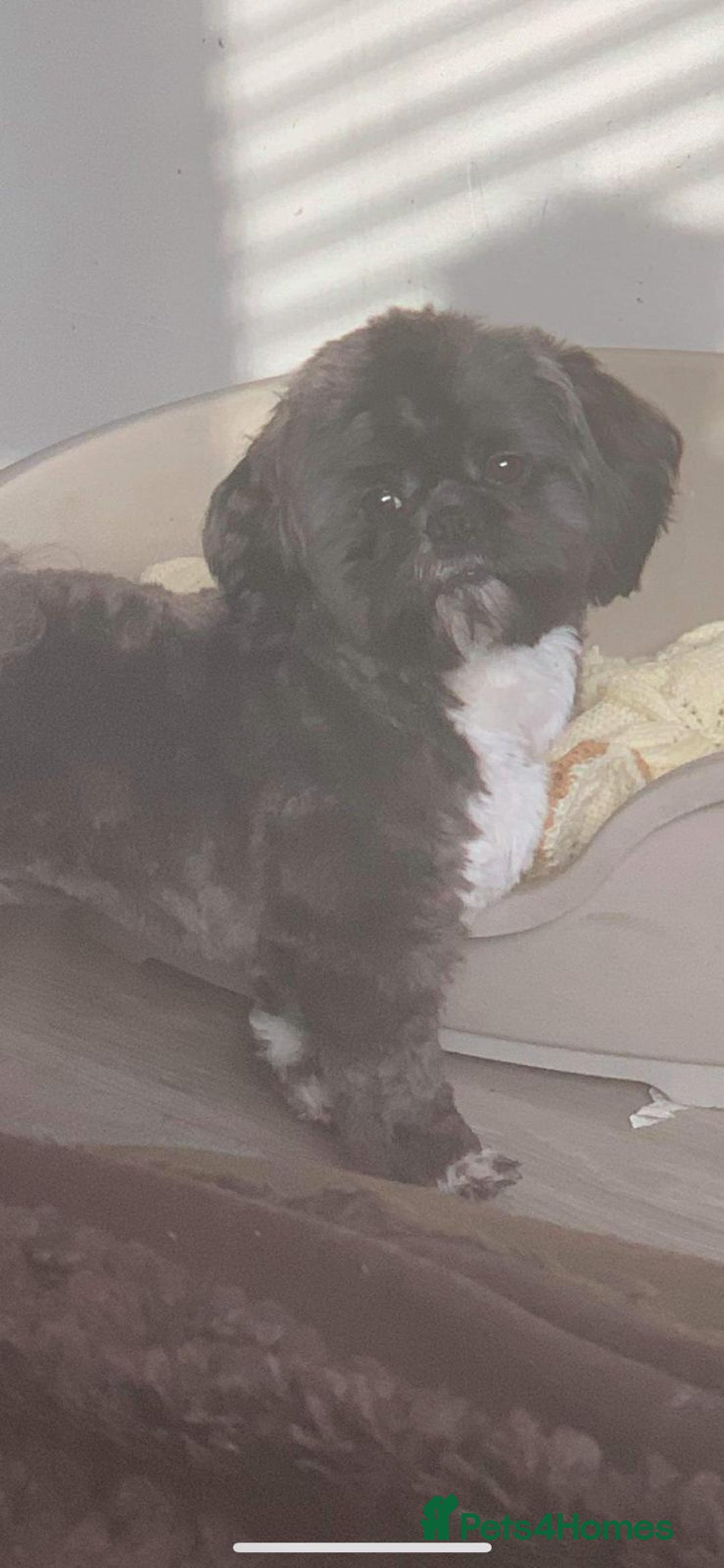 Shih Tzu dogs for stud: Kc standard & imperial for stud  in Largs - Advert 3