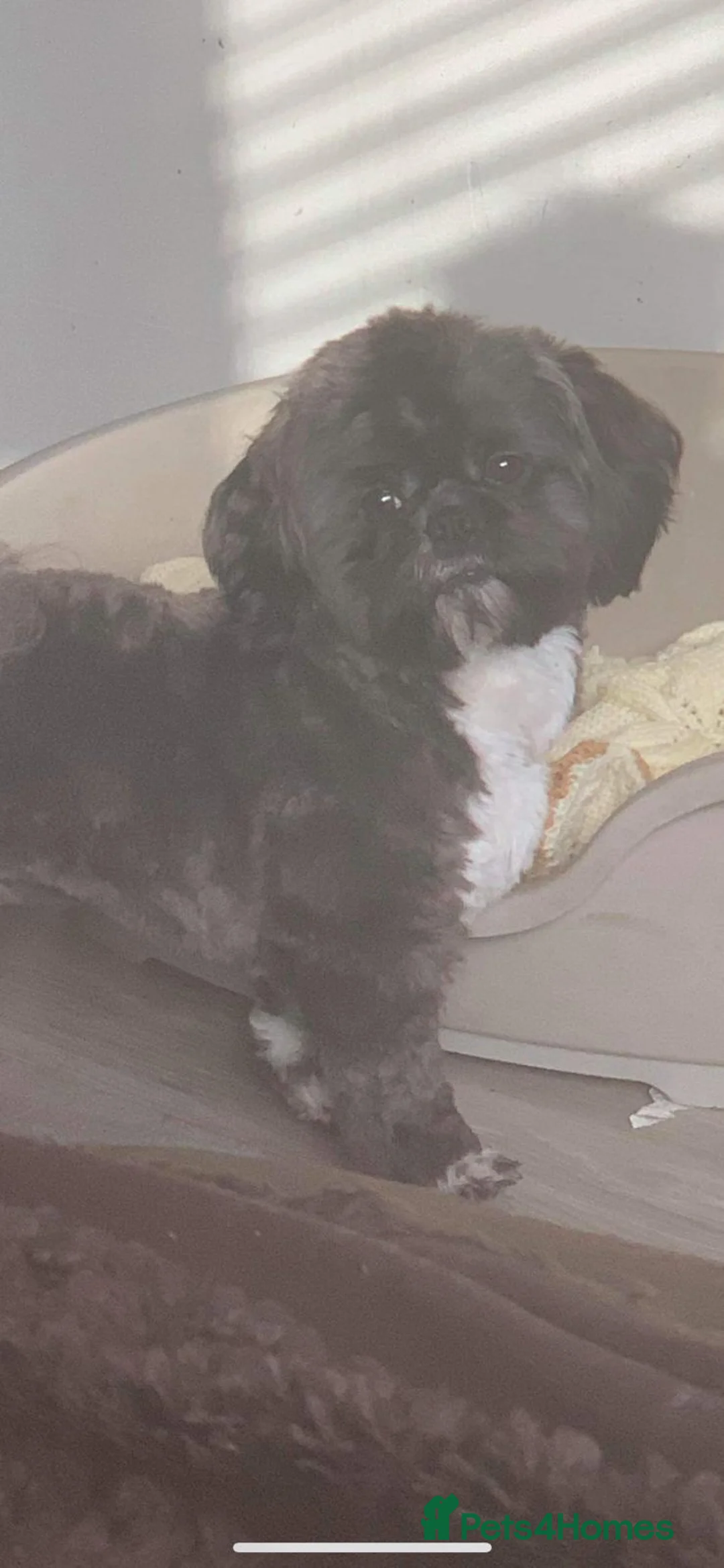 Shih Tzu dogs for stud: Kc standard & imperial for stud  in Largs - Advert 3