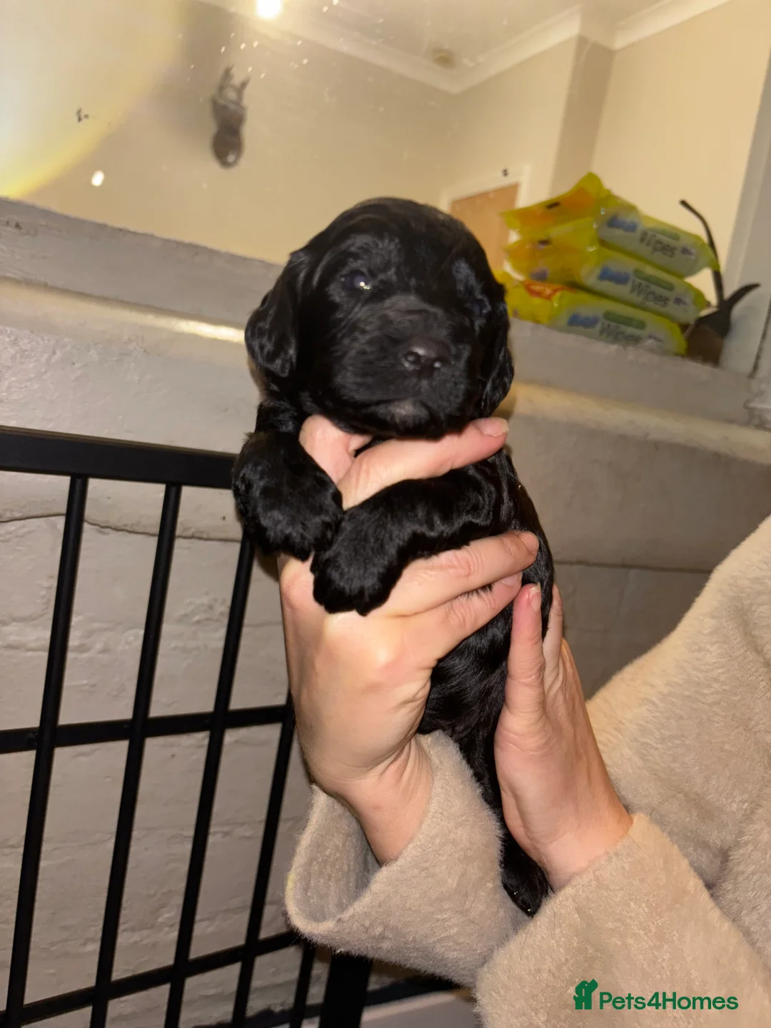 Cockapoo dogs for sale: Gorgeous F1 Cockapoos - Advert 10