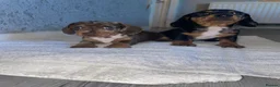 Dachshund dogs for sale: Miniature dauschand  in Swansea - Advert 2