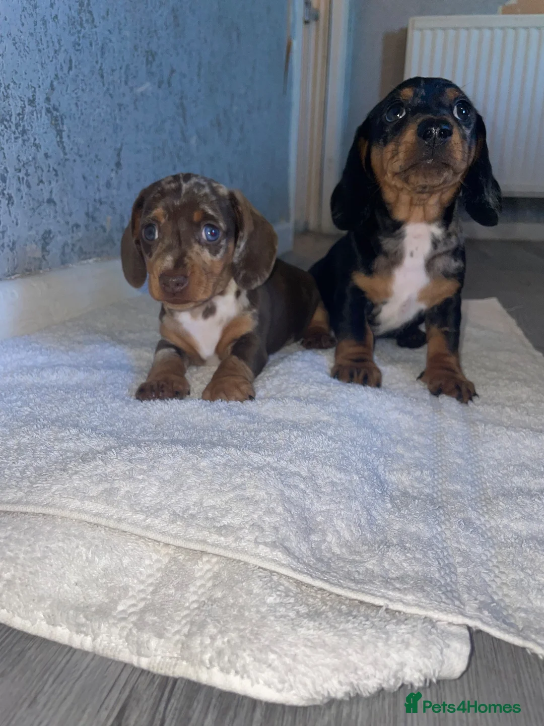 Dachshund dogs for sale: Miniature dauschand  in Swansea - Advert 2