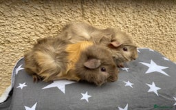 Guinea Pig rodents for sale: 2 girl pairs - Image 1