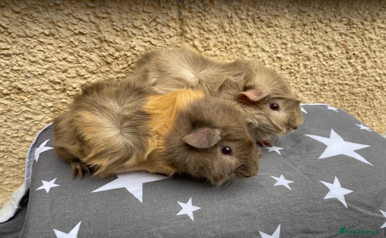 Guinea Pig rodents - Advert 8