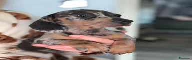 Miniature Dachshund 1