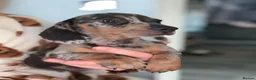 Miniature Dachshund dogs for sale: Lovely Miniature Dachshund Puppy’s Ready Now in Beaconsfield - Advert 6