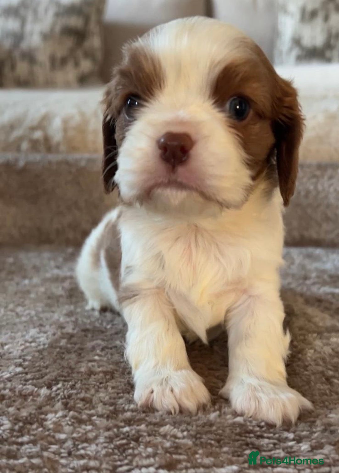 Cavalier King Charles Spaniel dogs for sale: Chocolate Kc reg cavalier King Charles - Advert 19