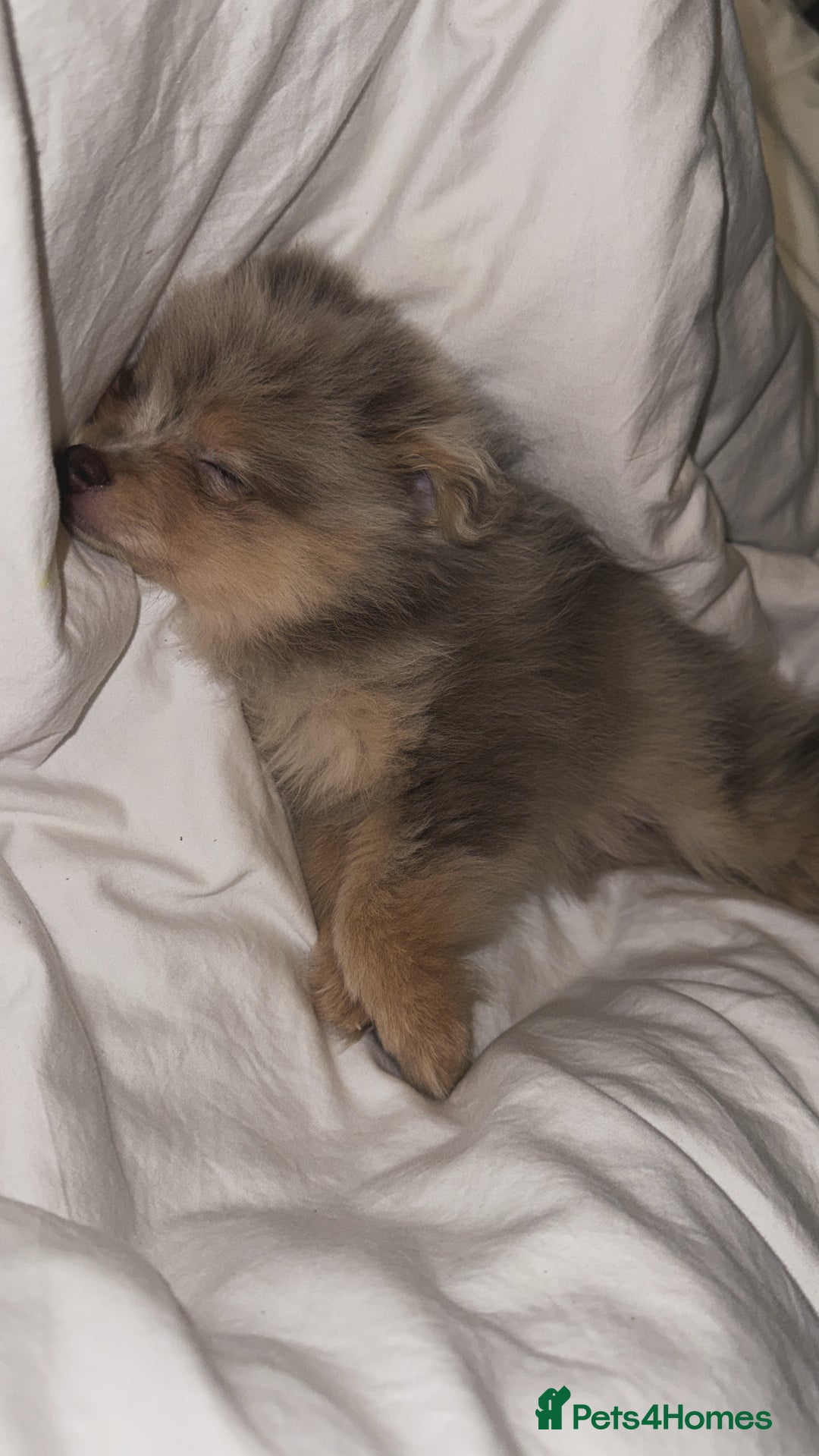 Pomeranian dogs for sale: Merle Pomeranian pup for sale  - Advert 2