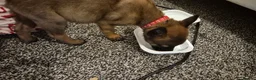 Belgian Shepherd Dog dogs for sale: Belgian Malinois Puppies - Advert 4