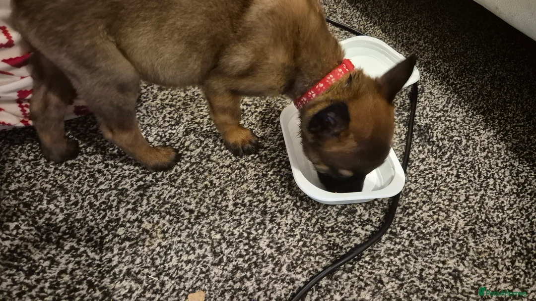 Belgian Shepherd Dog dogs for sale: Belgian Malinois Puppies - Advert 4