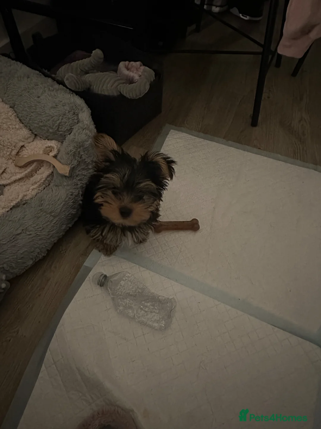 Yorkshire Terrier dogs for sale: Yorkshire terrier  in Birmingham - Advert 2